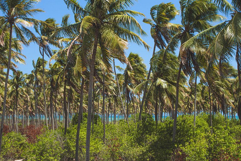 Casa Brise Seu Refúgio Tropical de Charme